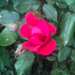 Meet your Posher, Yolanda